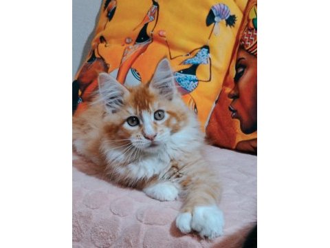 Maine coon 3 aylık erkek yavrular