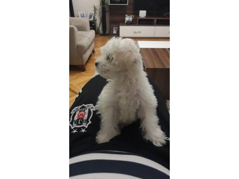 5 aylık dişi maltese terrier