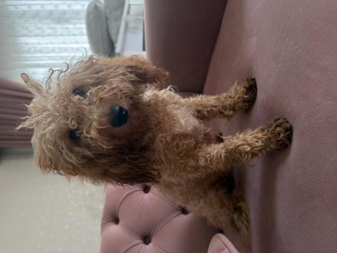 Dişi tüm aşıları tam toy poodle