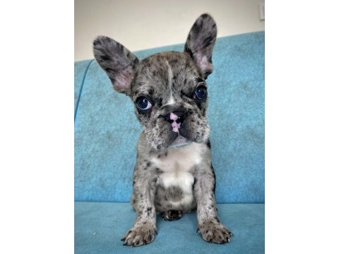 French bulldog a kalite yavrular