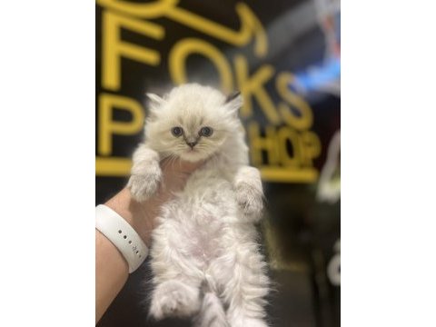 Britsh longhair kedisi yavrular
