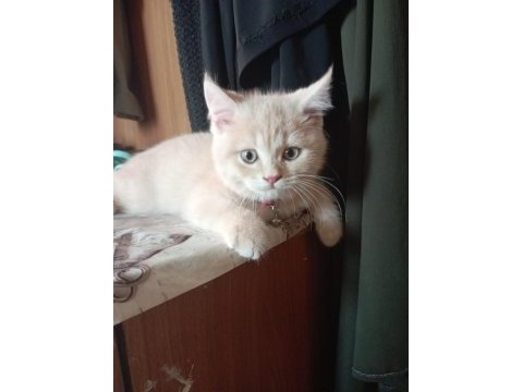 Yakışıklı british shorthair oğlumuz yeni yuvasını arıyor