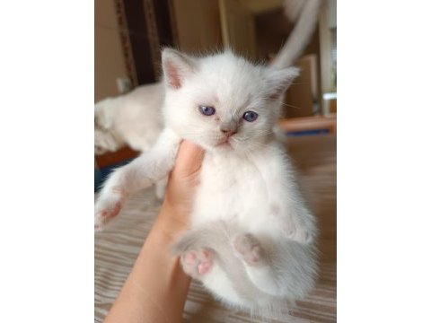 Şecereli british shorthair