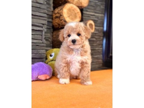 Teddy surat kore kan maltipoo yavrularımız