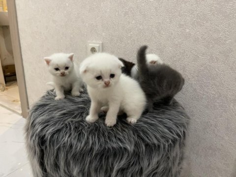 Scottish fold yavru beyaz ve gri