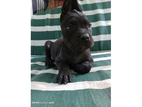 Safkan cane corso yavruları ırk garantili