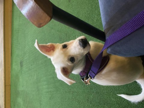 Ücretli sahiplendirme 3 aylık terrier melezi