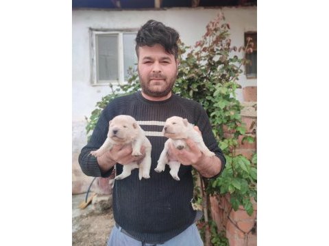 Chow chow bebekler