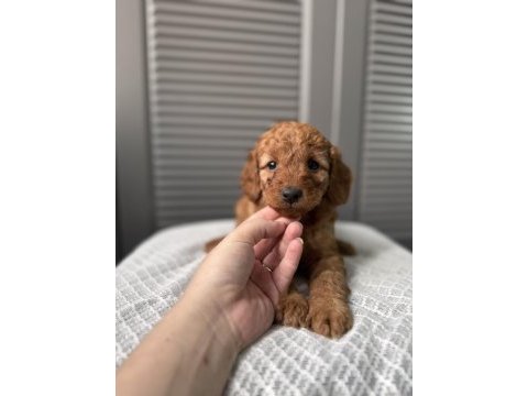 Red maltipoo