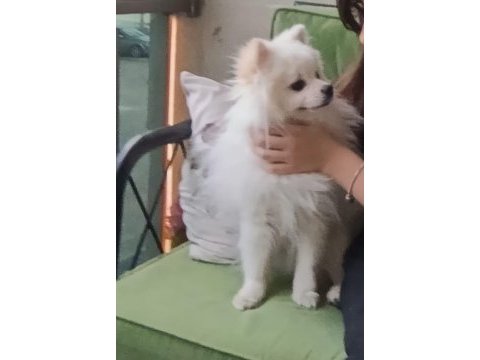 Beyaz pomeranian 15 aylık oğlum