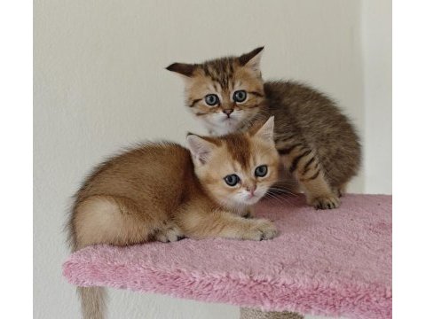 British shorthair golden 2 dişi ny11