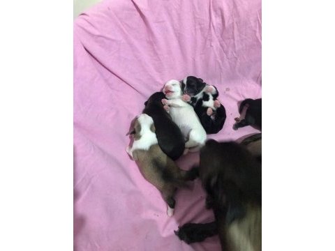 Chihuahua yavrularımız
