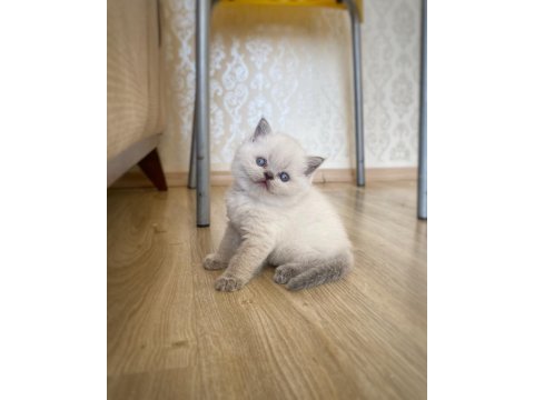 A kalite british shorthair bebekler