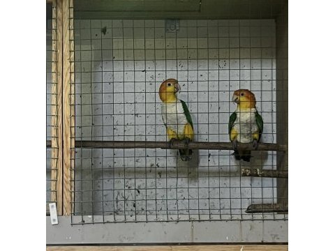 Hazır takım portakal caique