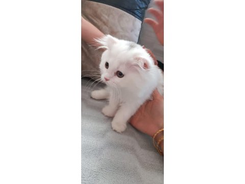 Beyaz alalı çok güzel 3 aylık kedimiz