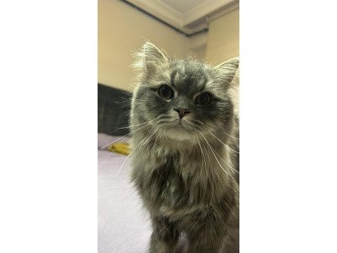 Chinchilla iran kırması erkek 1 yaşında