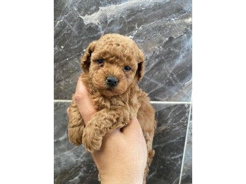 Orjinal minyatür toy poodle yavrular 