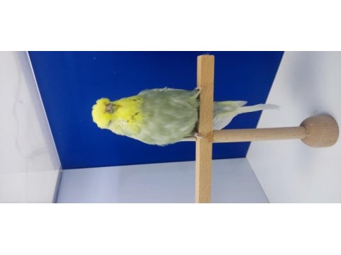 Show jumbo muhabbet kuşu