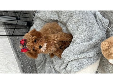 3.5 aylık dişi toy poodle