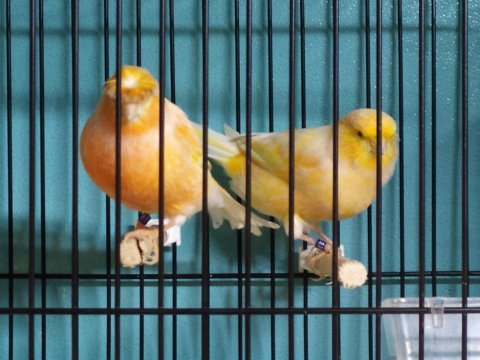 Kanaryada kalite portakal renkli şahane kuşlar