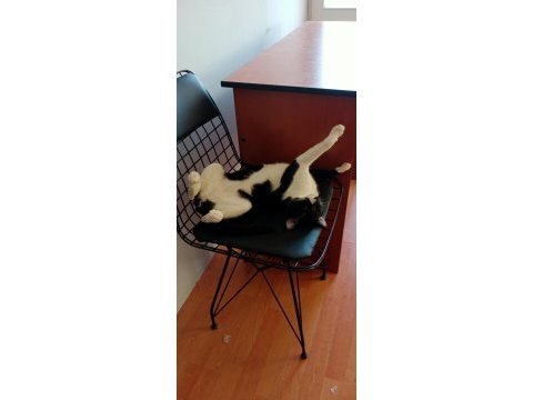 İki erkek biri smokin diğeri gri tekir kediler