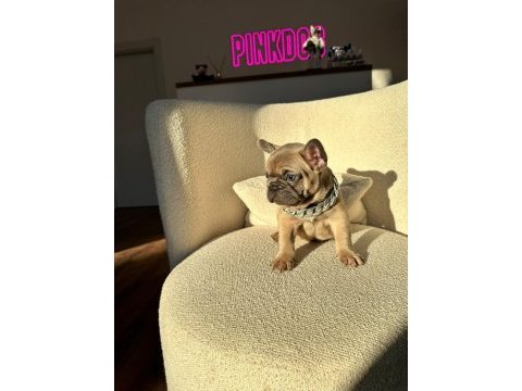 50 günlük blue sable erkek french bulldog