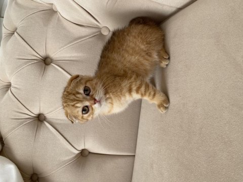 Saf scottish fold gold minnoşlar