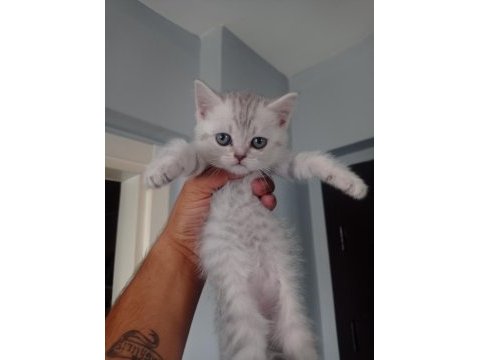Silver british shorthair yavrular