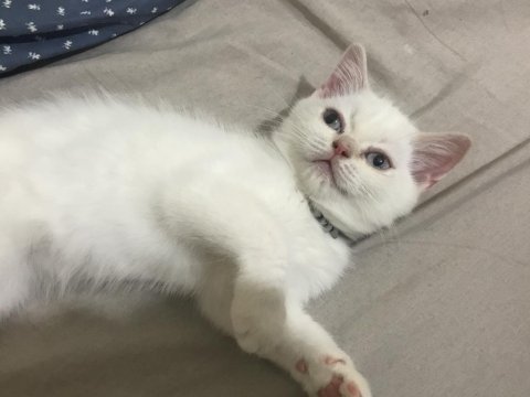 Yavru british shorthair kızım