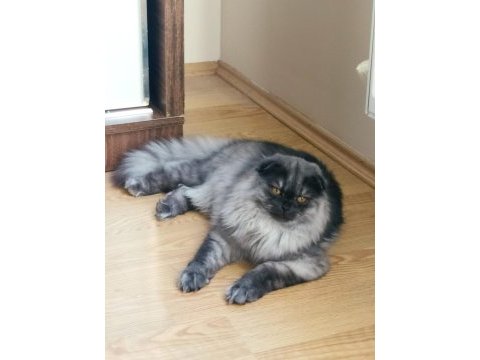 Scottish fold balım a yeni sahip
