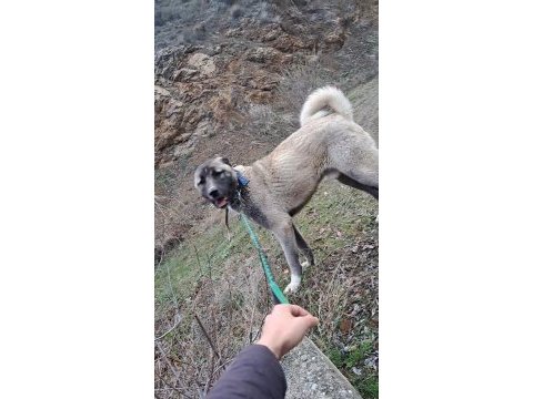 Kangalın eski tarihinden gelen soy
