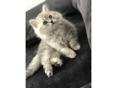 British longhair miniğimize yuva arıyoruz
