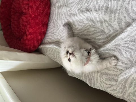 Pamuk gibi bir scottish fold kız