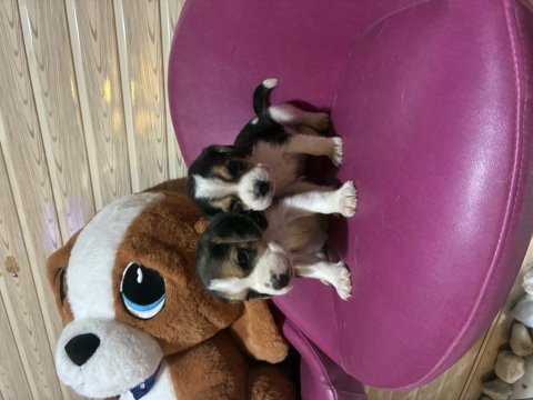 Beagle beagle