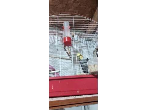 Çift sultan papağanı yumurtalı