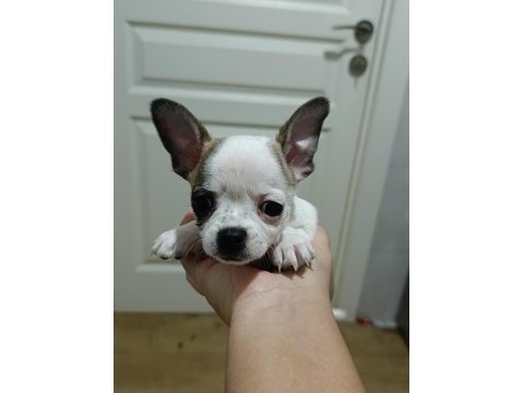Yavru chihuahua 5