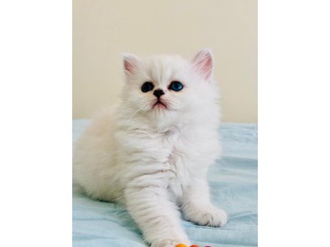 Yılbaşı çiçekleri british longhair