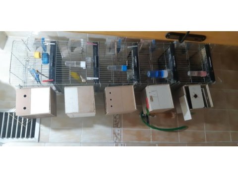 5 katlı kafes 3.5 takım muhabbet kuşumuz