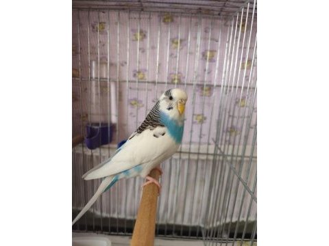 Çift eğitimli konuşan muhabbet kuşları
