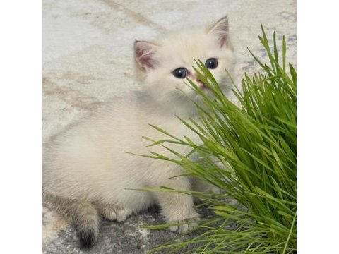 British shorthair yavruları 