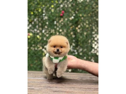 Show kalite pomeranian boo yavrular