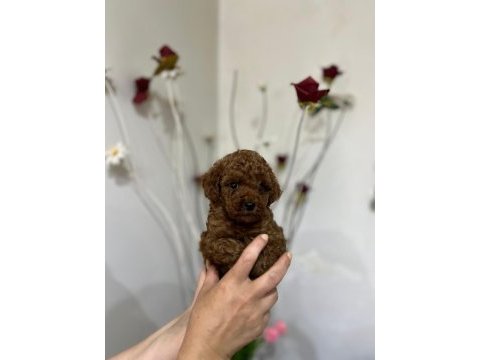 Korekan poodle bebeklerimiz