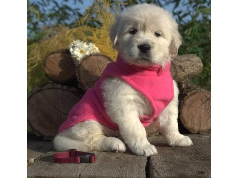 Golden retriever gelip görerek alabilirsiniz
