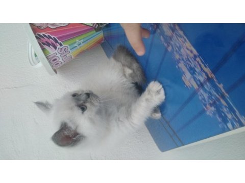 Minnoş british shorthair kızımız