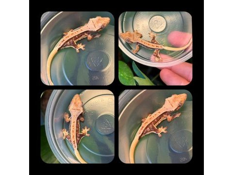 Crested gecko yavrular
