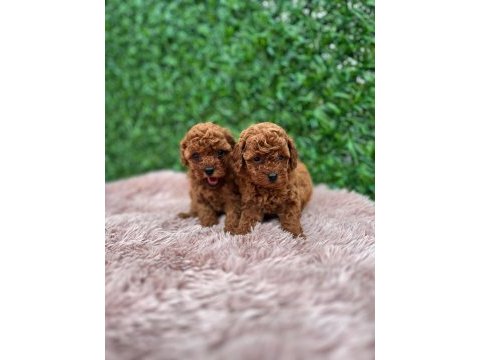 Toy poodle güzellikler