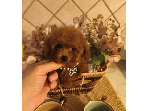 Toypoodle yavrularımız 