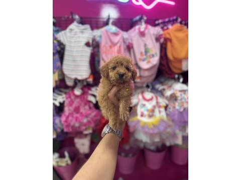 Ailenizin yeni poodle üyesi