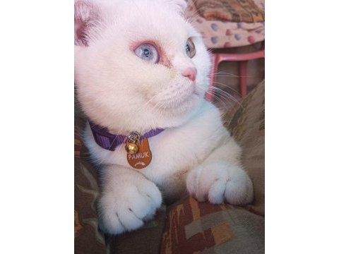 9 aylık scottish fold