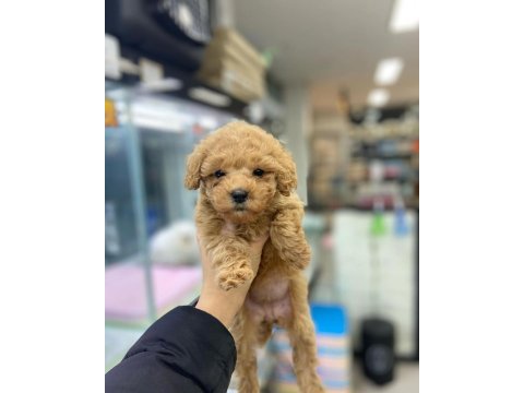Irk garantili maltipoo yavruları